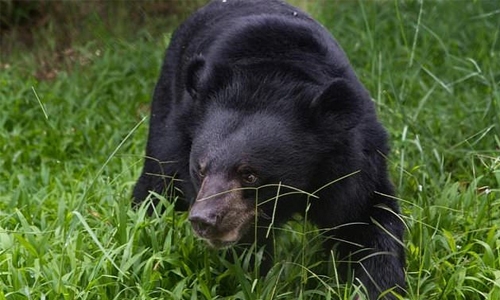 Vietnam to rescue 1,000 bears in bid to end bile trade