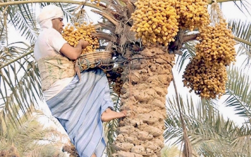 Bahrain Dates Make Up 24pc of Farm Output