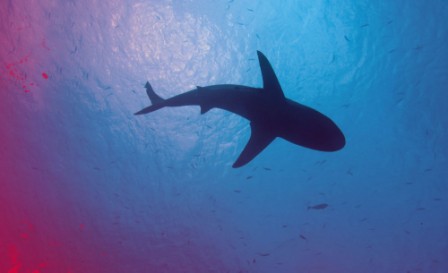 Australia to tag sharks but rules out cull