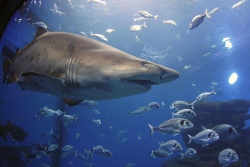 Sharks Are More Than Just Predators Sharks Are More Than Just Predators