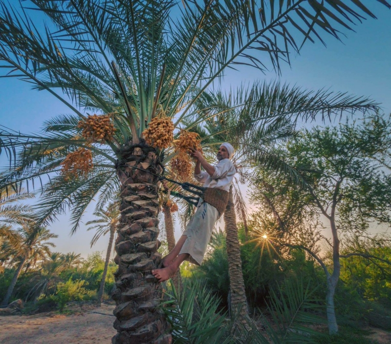 Beautifying city streets by protecting palm trees 