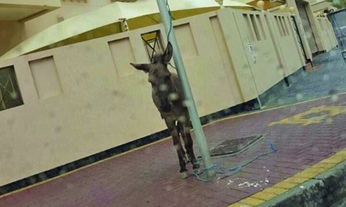 Donkey wanders into mosque in Juffair Donkey wanders into mosque in Juffair