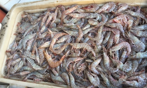 Ban or no ban, fresh shrimp available in local market