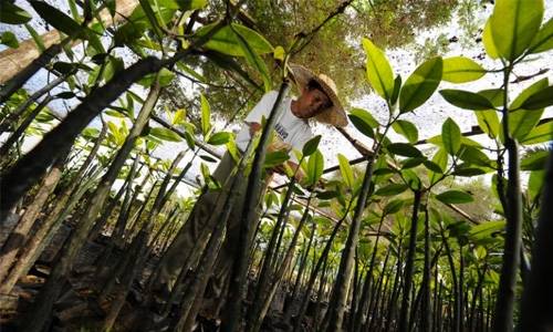 Bangladesh plants million trees to cut lightning toll Bangladesh plants million trees to cut lightning toll