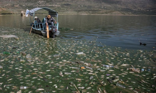 Tons of fish found dead on banks of Lebanese lake