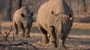 'World's oldest rhino' Fausta dies in Tanzania aged 57