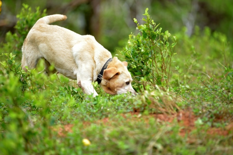 Dogs being trained to sniff out COVID-19