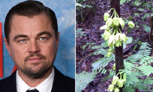 Leonardo DiCaprio gets a tree named after him