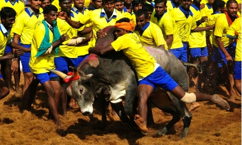 India lifts ban on controversial bull run festival