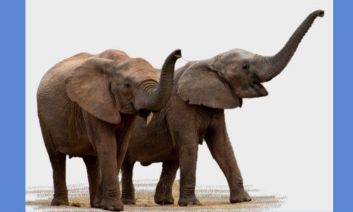 Elephants call each other by name, study finds