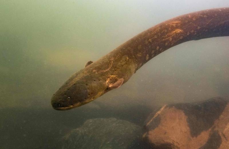 New high-voltage electric eels revealed