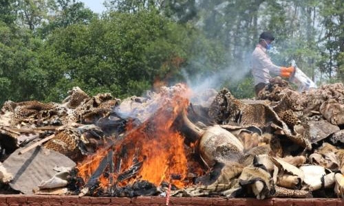 Nepal torches valuable wildlife parts