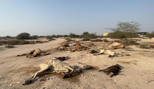 Dozens of dead animals dumped in Hamala open area near farms and stables Dozens of dead animals dumped in Hamala open area near farms and stables