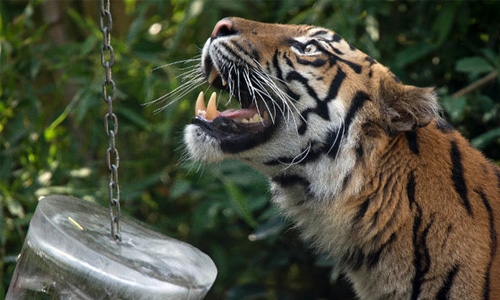Tigers kill one, injure one in China wildlife park