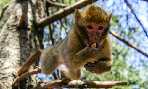 Morocco fights to save its iconic monkey