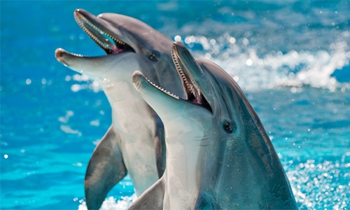 Canada bans capture and breeding of dolphins, whales