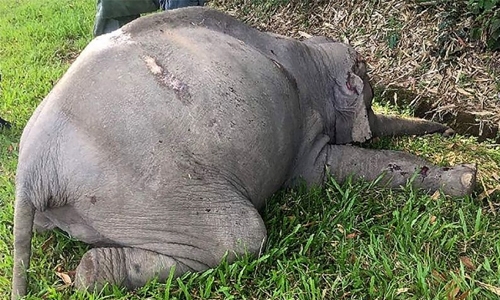 Elephant hit by tourist bus in Malaysia dies