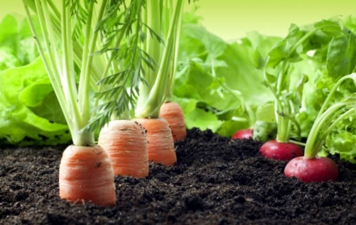 Bahrain Shura Council endorses joining International Treaty on Plant Genetic Resources for food