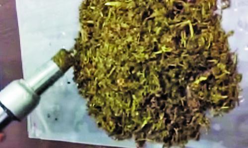 Bahrain customs foils attempt to smuggle marijuana Bahrain customs foils attempt to smuggle marijuana