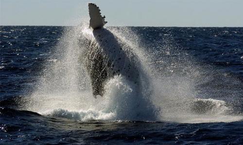 Japan to resume whaling in Antarctic despite court ruling