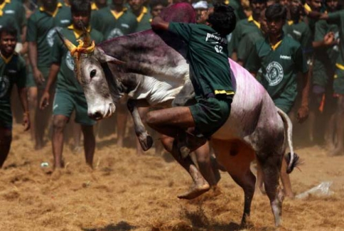 India’s top court halts bull running festival India’s top court halts bull running festival