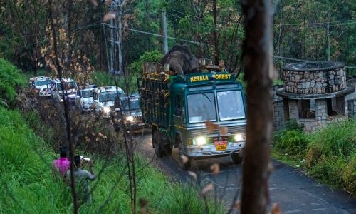 India captures rice-raiding elephant after six killed