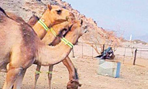Camels get luminous straps in effort to help reduce road accidents Camels get luminous straps in effort to help reduce road accidents