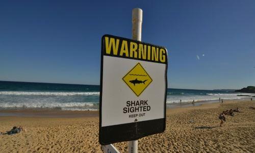 Australia to use drones to track sharks from the air Australia to use drones to track sharks from the air