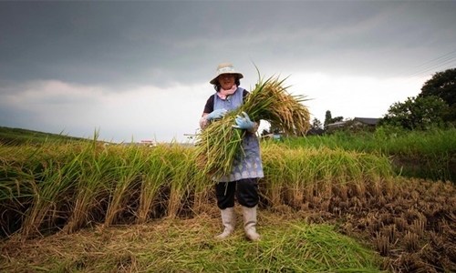 Japan’s ageing rice farmers face uncertain future