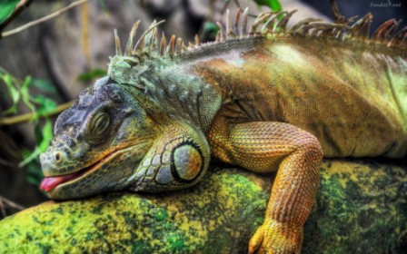 Mexican arrested for trying to smuggle iguanas from Galapagos Islands