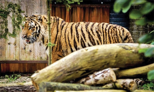 Rescued Aleppo tigers settle into new Dutch home Rescued Aleppo tigers settle into new Dutch home