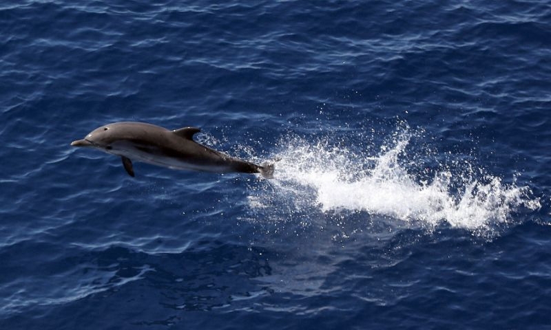 Unfit for porpoise: Dolphin causes French beach ban Unfit for porpoise: Dolphin causes French beach ban