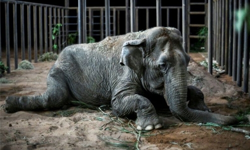 Rescued circus elephant Ramba arrives at Brazil sanctuary Rescued circus elephant Ramba arrives at Brazil sanctuary