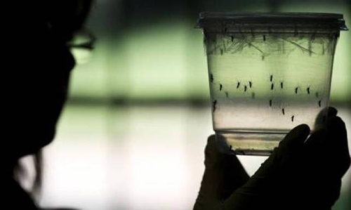 WHO launches $56 million Zika response plan WHO launches $56 million Zika response plan