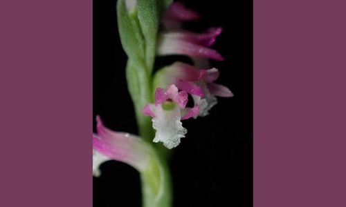 New ‘glass-like’ orchid species discovered in Japan