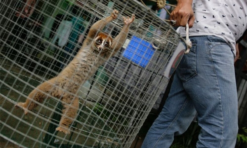 Indonesia foils trade in vulnerable slow lorises