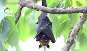 Bats not to be blamed for Nipah virus, experts say