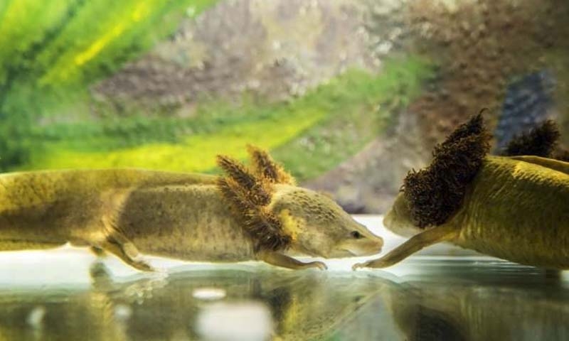 Saving salamander Saving salamander