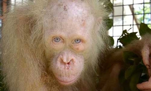 Public asked to name rare albino orangutan Public asked to name rare albino orangutan