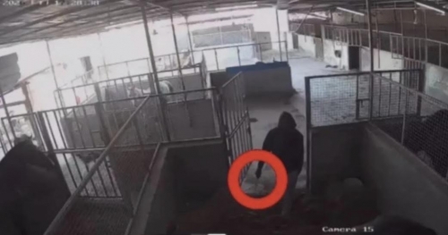 Worker remanded over mistreatment of two horses in Karzakan