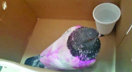 Pigeonholing of pets in pink becomes a trend? 