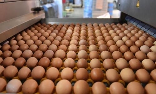 Egg scare costs Dutch poultry farmers 33 mn euros