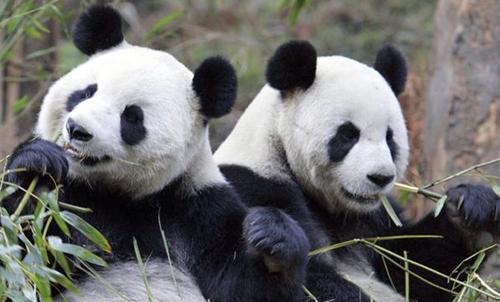 Chinese scientists decode panda 'language' Chinese scientists decode panda 'language'