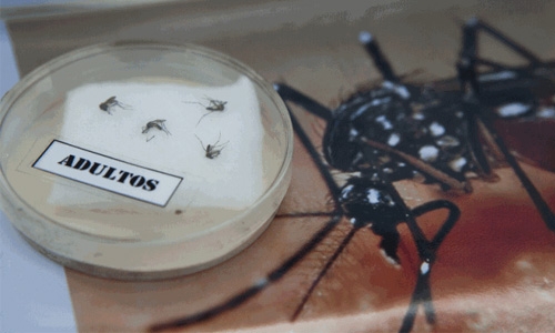 Zika virus 'spreading explosively,' upto 4 million people under threat