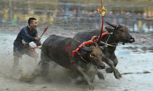 Prized Thai buffaloes show off speed in muddy race Prized Thai buffaloes show off speed in muddy race