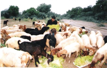 India's goat sellers flock to Internet this Eid India's goat sellers flock to Internet this Eid