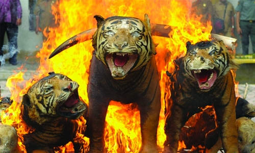 Indonesians arrested over Sumatran tiger poaching