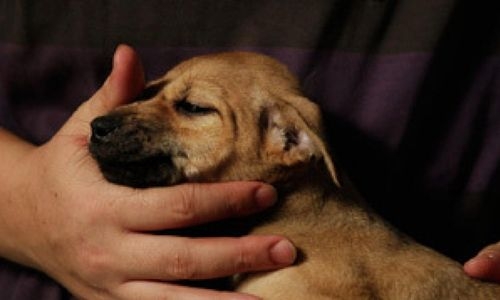 Indian airline to soon allow pets on board flights Indian airline to soon allow pets on board flights