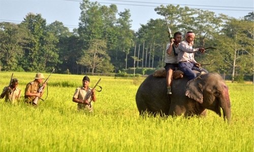 India mulls Calvin Klein to lure man-eating tigress India mulls Calvin Klein to lure man-eating tigress