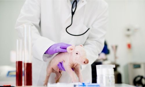Life after death? Scientists revive cells, organs in dead pigs